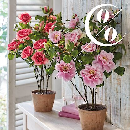 Beiges Dekokissen mit einer Illustration eines Hasenkopfs mit braunen und wei&szlig;en Linien im Stil einer Skizze in einer Sofaecke mit hellem Bezug