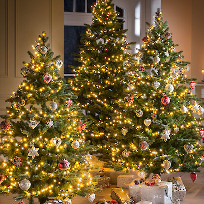 Weihnachtsbäume mit Lichterketten und festlichem Schmuck