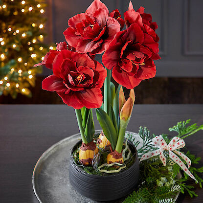 Amaryllis mit roten Blüten in schwarzem Übertopf auf Tablett, dekoriert mit Tannengrün und Schleife