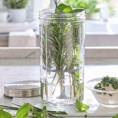 Glasbeh&auml;lter mit frischen Kr&auml;utern im Wasser auf K&uuml;chenarbeitsfl&auml;che, daneben Kr&auml;uterquark und lose Kr&auml;uter.